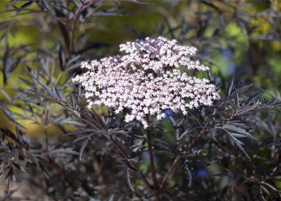 Sambucus nigra 'Black Lace'(s)