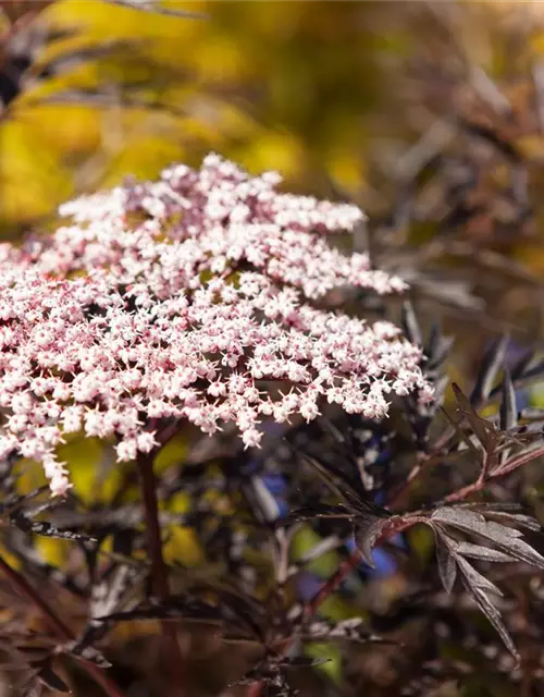 Sambucus nigra 'Black Lace'(s)