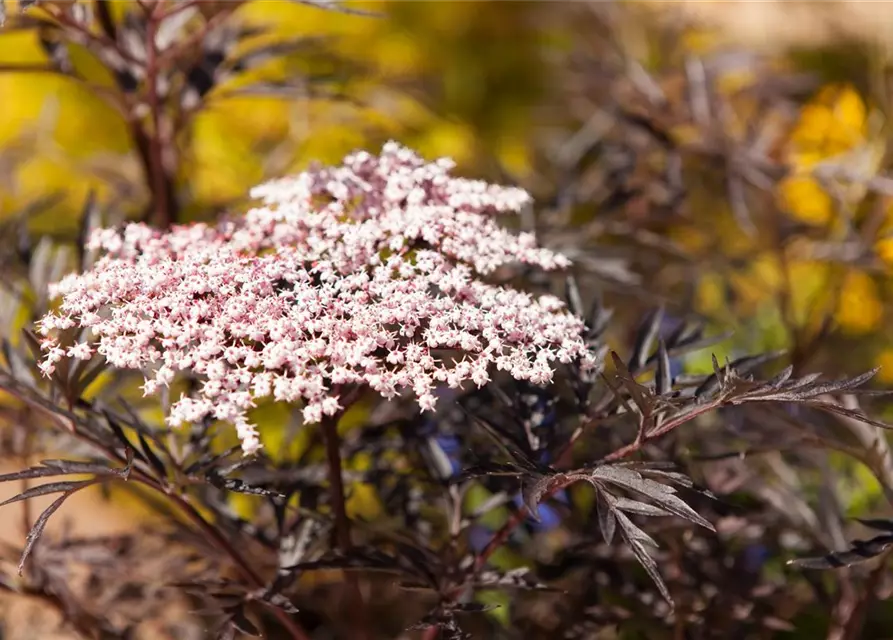 Sambucus nigra 'Black Lace'(s)