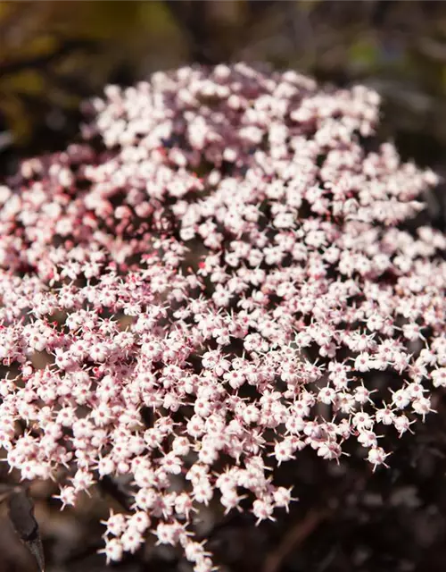 Sambucus nigra 'Black Lace'(s)