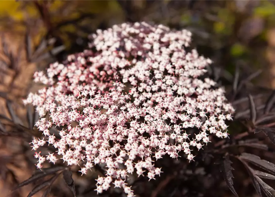 Sambucus nigra 'Black Lace'(s)