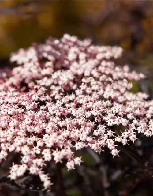 Sambucus nigra 'Black Lace'(s)