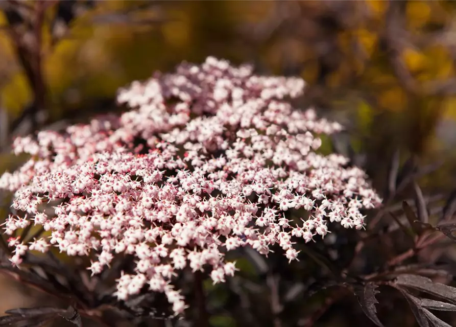 Sambucus nigra 'Black Lace'(s)