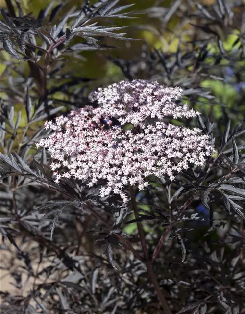 Sambucus nigra 'Black Lace'(s)