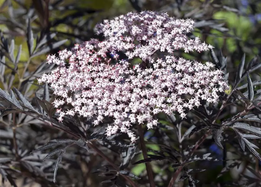 Sambucus nigra 'Black Lace'(s)