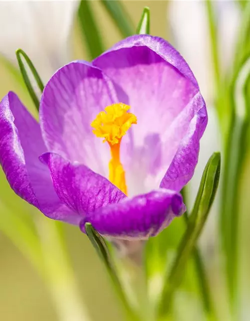 Krokus 'King of striped' gestreift, 9 cm Top