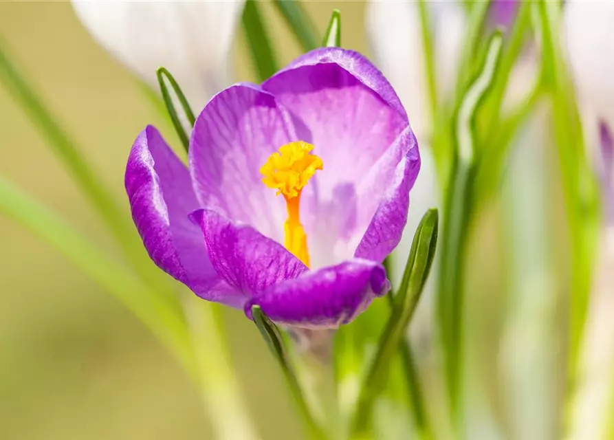 Krokus 'King of striped' gestreift, 9 cm Top