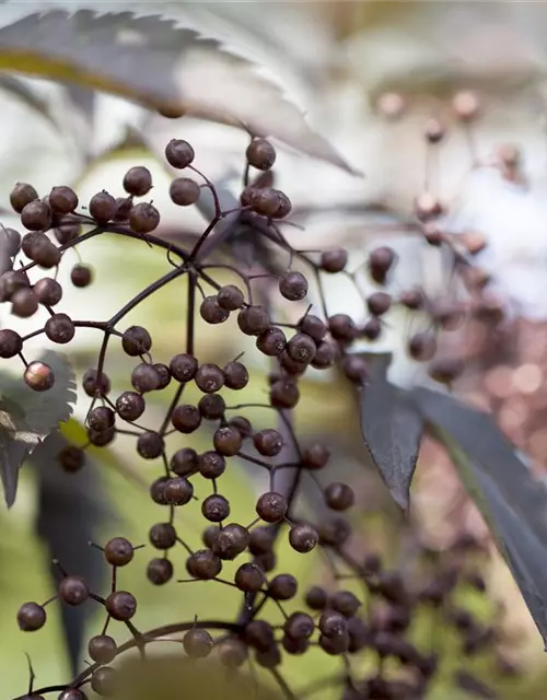 Sambucus nigra 'Black Lace'(s)