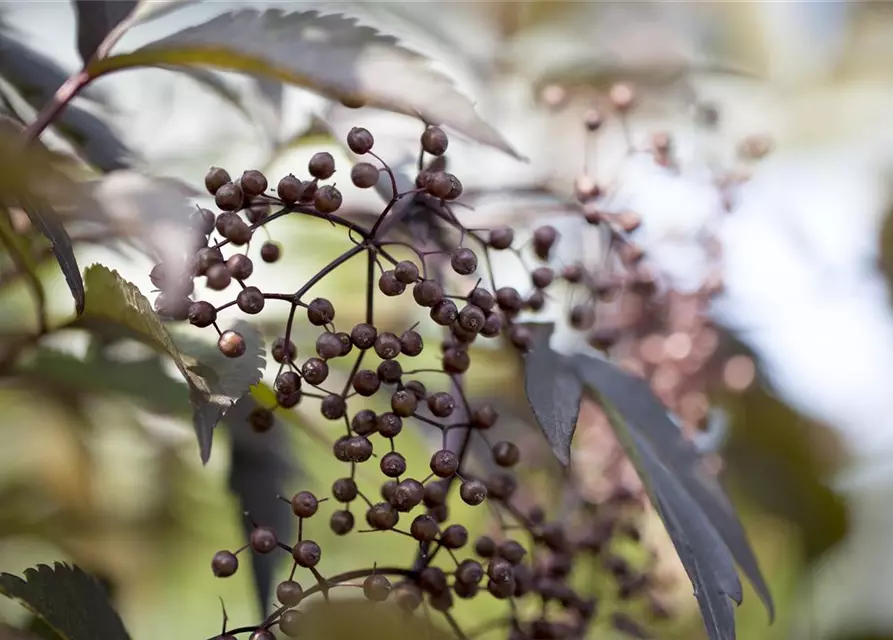 Sambucus nigra 'Black Lace'(s)