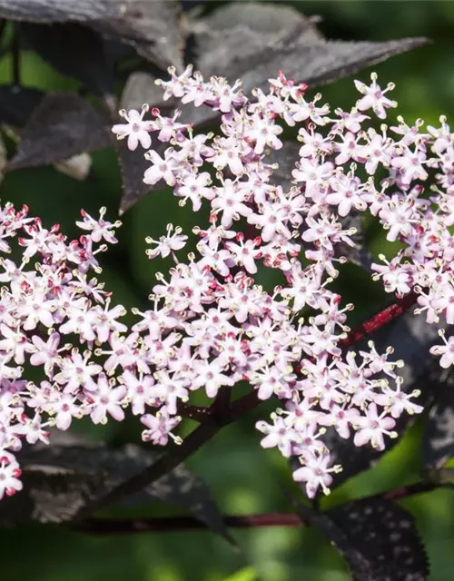 Sambucus nigra 'Black Lace'(s)