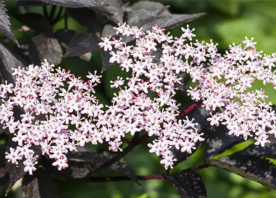 Sambucus nigra 'Black Lace'(s)