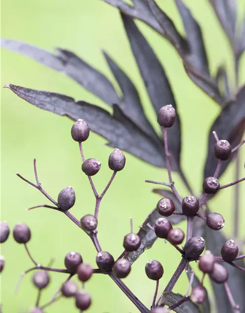 Sambucus nigra 'Black Lace'(s)