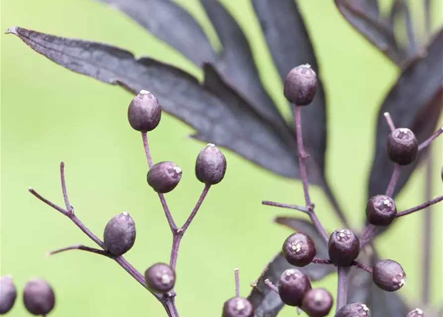 Sambucus nigra 'Black Lace'(s)