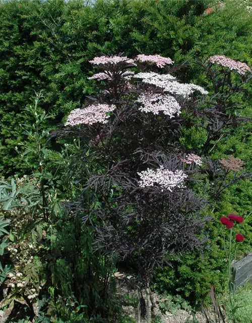 Sambucus nigra 'Black Lace'(s)