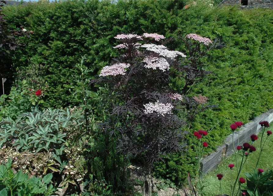 Sambucus nigra 'Black Lace'(s)