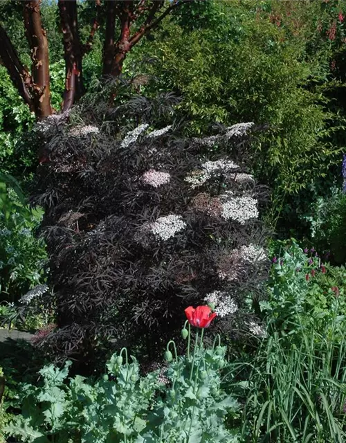 Sambucus nigra 'Black Lace'(s)