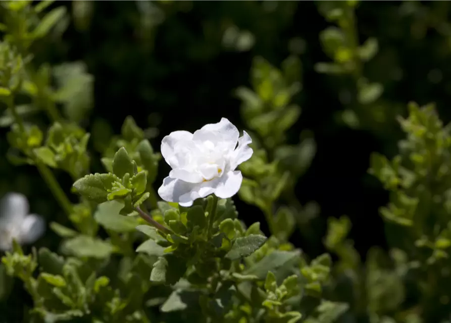 Sutera cordata