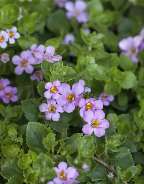 Sutera cordata