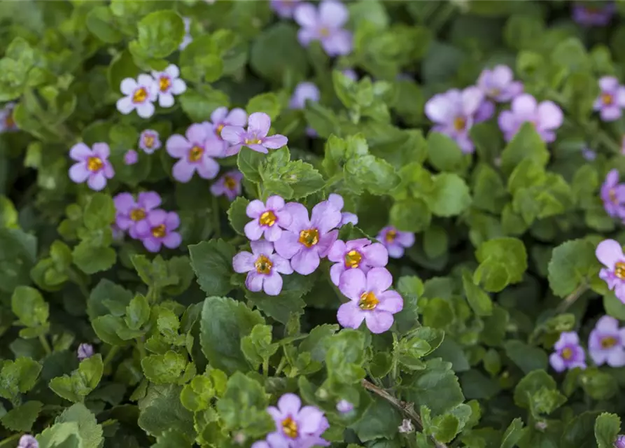 Sutera cordata