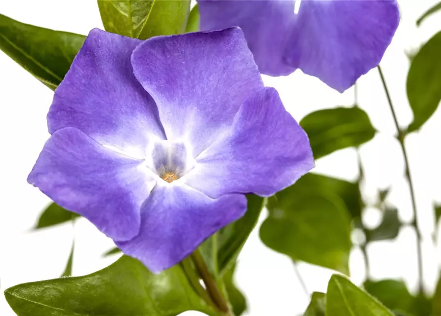 Vinca major