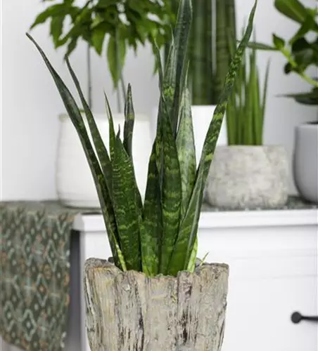 Sansevieria trifasciata