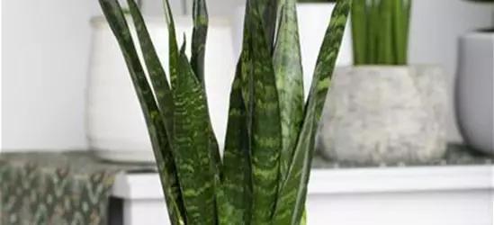 Sansevieria trifasciata