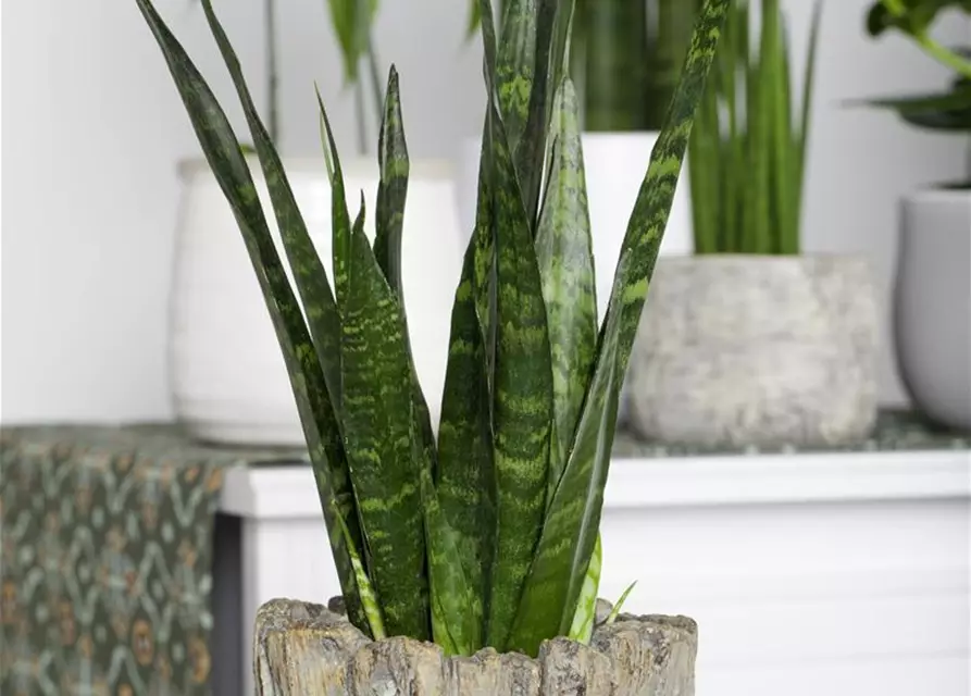 Sansevieria trifasciata