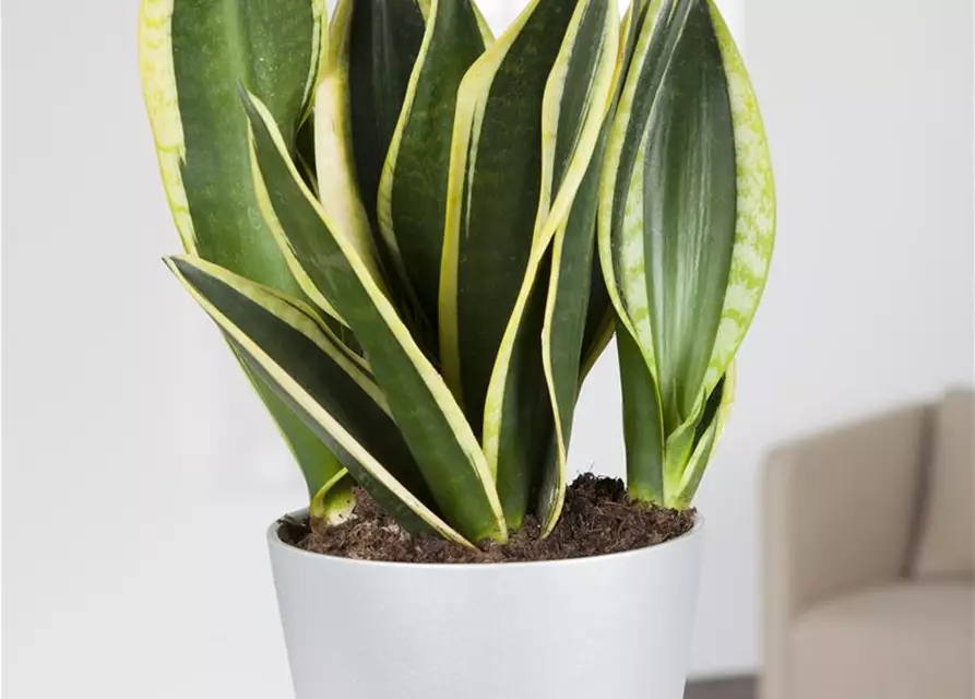 Sansevieria trifasciata