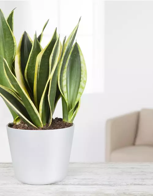 Sansevieria trifasciata