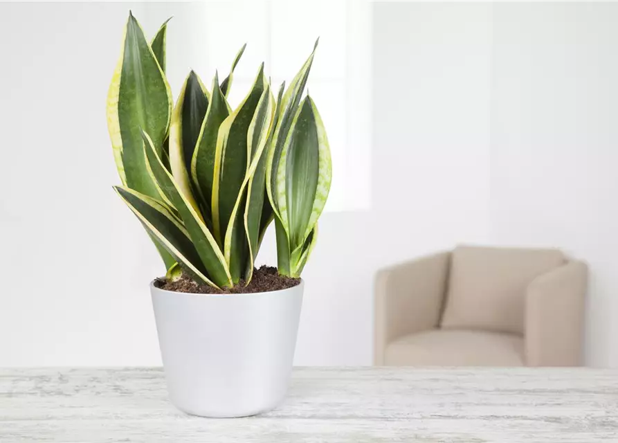 Sansevieria trifasciata