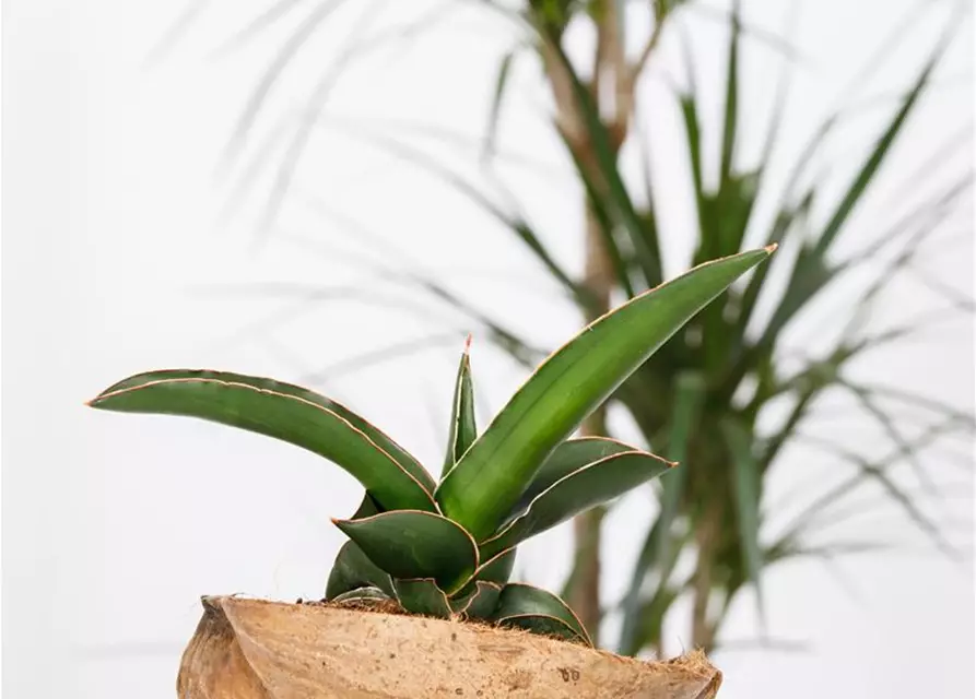 Sansevieria trifasciata