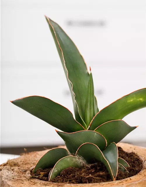 Sansevieria trifasciata