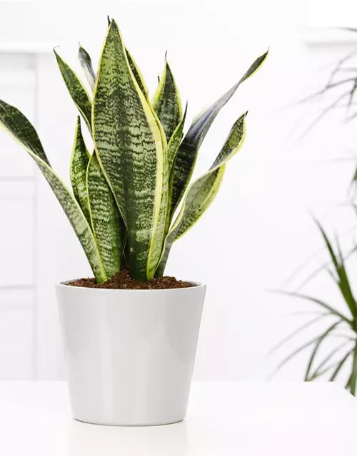 Sansevieria trifasciata