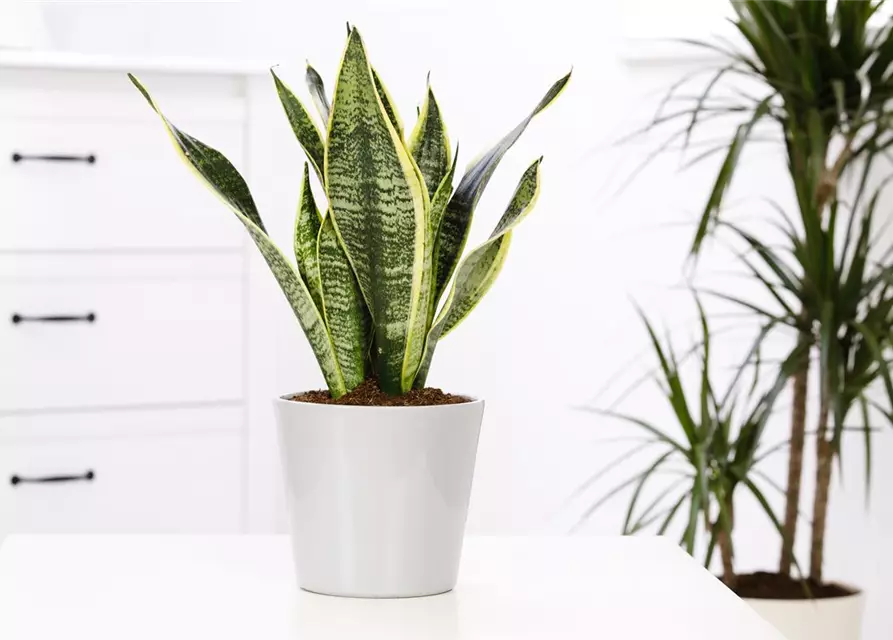 Sansevieria trifasciata