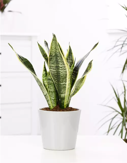 Sansevieria trifasciata