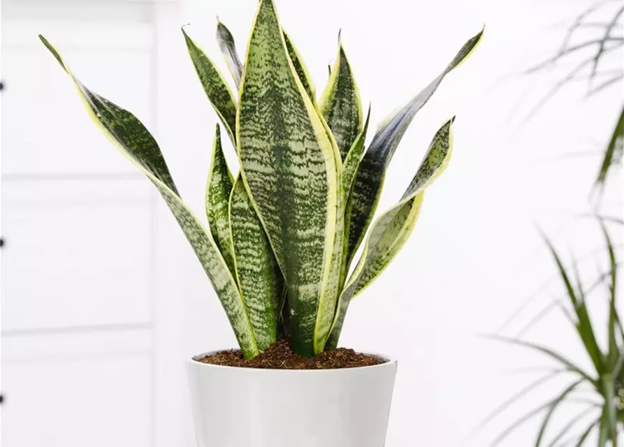 Sansevieria trifasciata