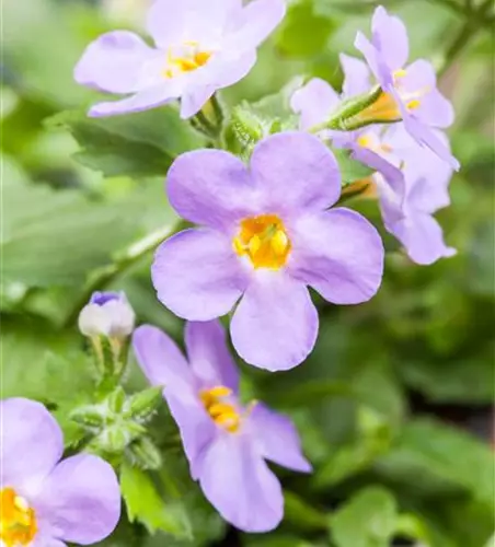 Sutera grandiflora, blau