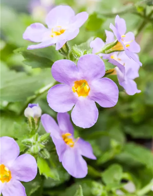 Sutera grandiflora, blau