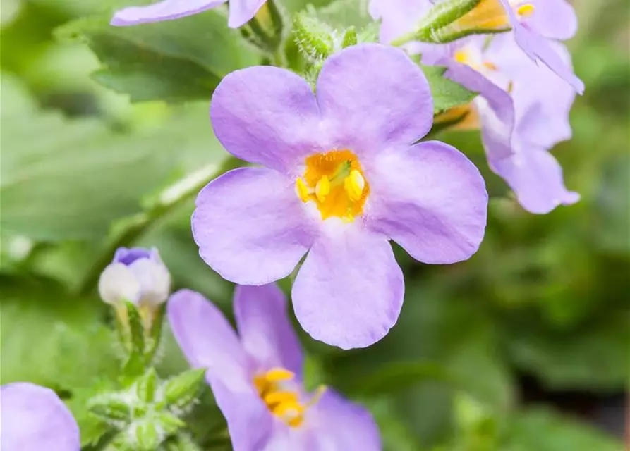 Sutera grandiflora, blau