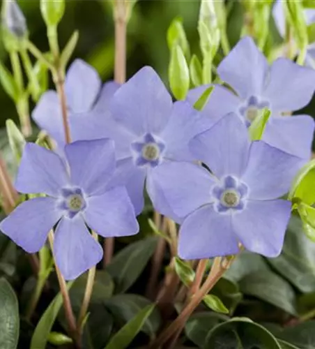 Vinca minor