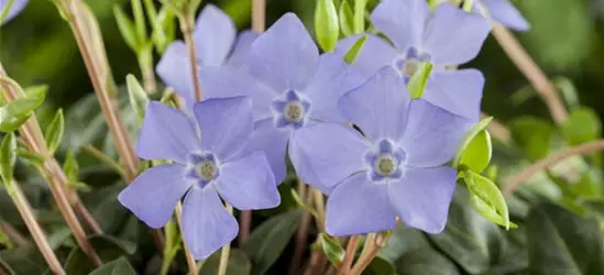 Vinca minor