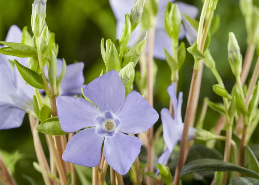 Vinca minor