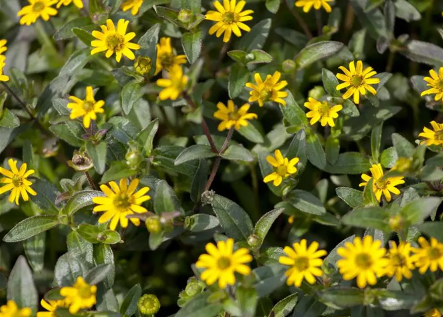 Sanvitalia procumbens