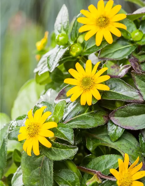 Sanvitalia procumbens