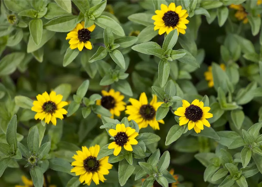 Sanvitalia procumbens