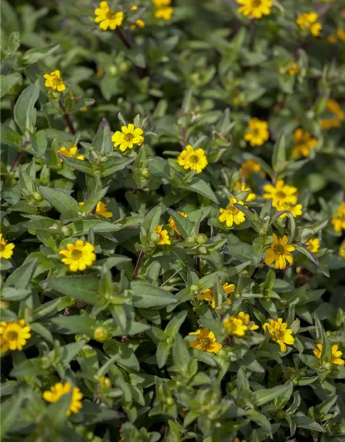 Sanvitalia procumbens