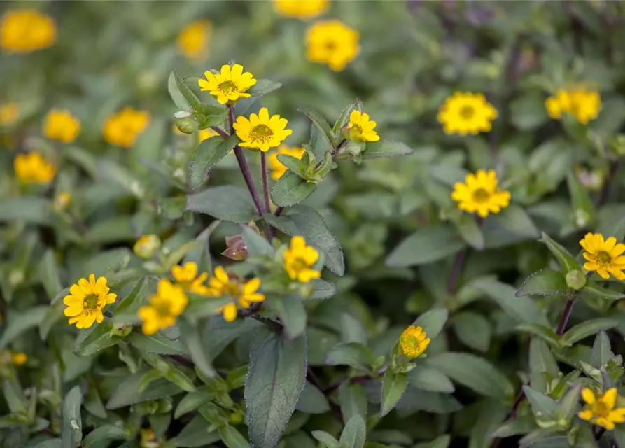 Sanvitalia procumbens