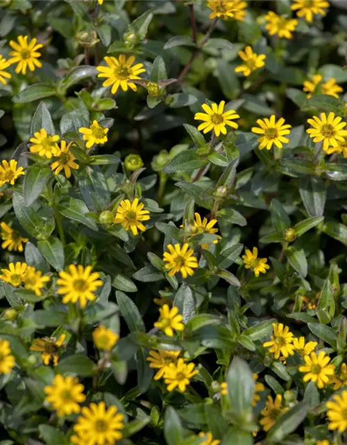 Sanvitalia procumbens