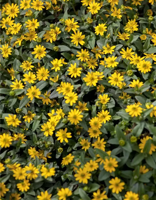 Sanvitalia procumbens