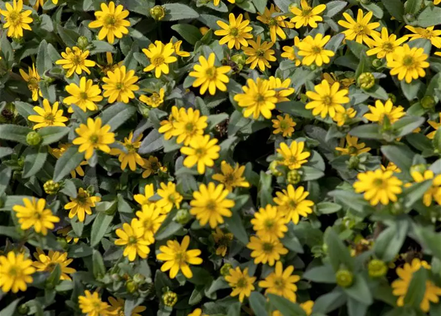 Sanvitalia procumbens